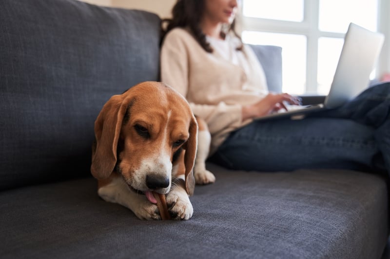Why Do Dogs Lick Their Paws why do dogs lick their paws